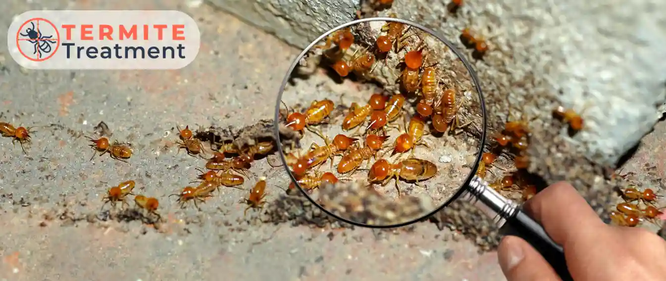 termite control in india