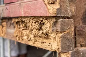 termite control zirakpur | Mohali | Chandigarh 